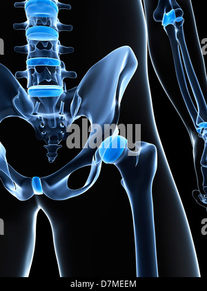 Three-quarter view of the male pelvis and hip joints. The left hip ...