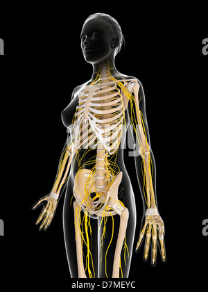 Female nervous system, artwork Stock Photo