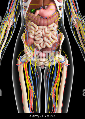 Nerve supply of the pelvis Stock Photo - Alamy