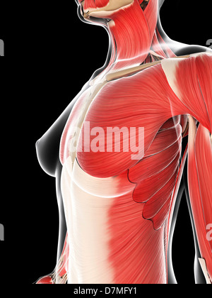 Anterior view of human female Stock Photo: 155565552 - Alamy