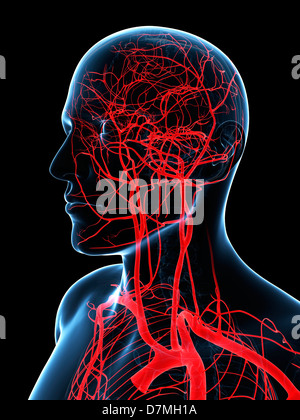 Head and neck arteries, artwork Stock Photo