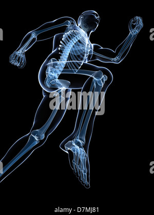 Running skeleton, artwork Stock Photo