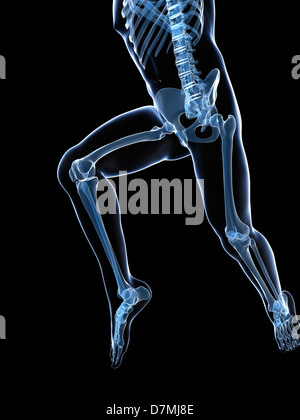 Running skeleton, artwork Stock Photo