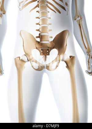 Male pelvis bones, artwork Stock Photo