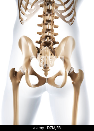 Male Hip Bones And Ligaments Labeled Rear View On White Stock Photo -  Download Image Now - iStock