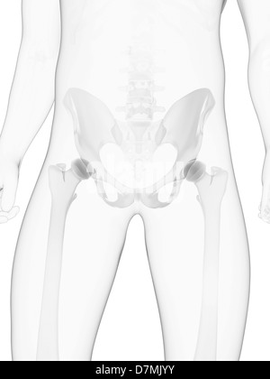 Male pelvis bones, artwork Stock Photo