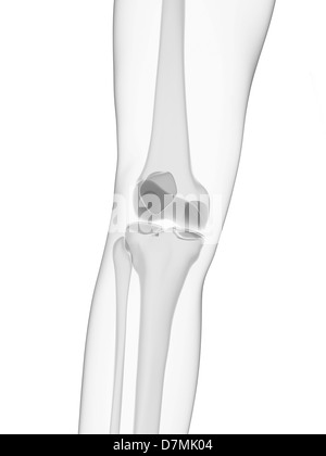 Anatomy of human knee joint Stock Photo - Alamy