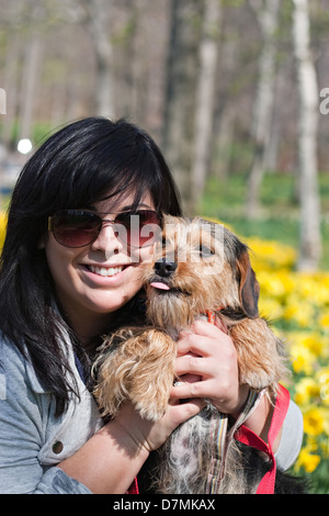 A cute terrier mix breed pup being held by his owner posing in front of the Spring daffodil flowers. Stock Photo