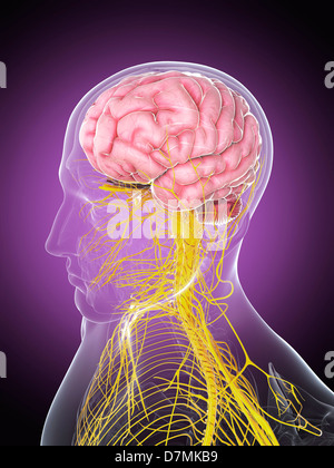 Male nervous system, artwork Stock Photo