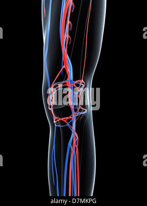 The blood supply of the leg Stock Photo - Alamy