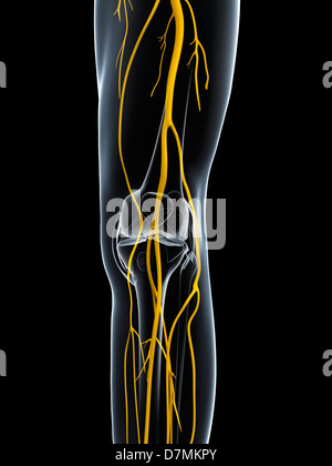 Leg nerves, artwork Stock Photo: 56388283 - Alamy