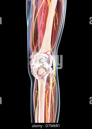 Leg anatomy, artwork Stock Photo