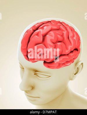 Human brain, artwork Stock Photo