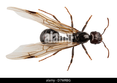 Black Winged garden ant species lasius niger Stock Photo