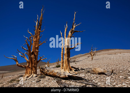 USA, California, White Mountains. Ancient bristlecone pines in Patriarch Grove. Stock Photo