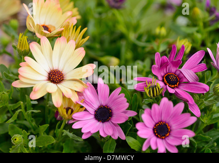 Flower bloom of purple and yellow Osteospermum ecklonis in garden. Stock Photo