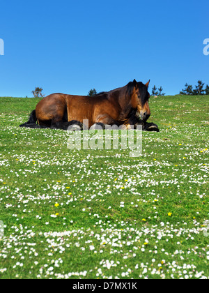 brown horse lying on grass with daisies Stock Photo