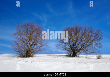 Two trees in snow against blue sky on the mountain from Macedonia Stock Photo