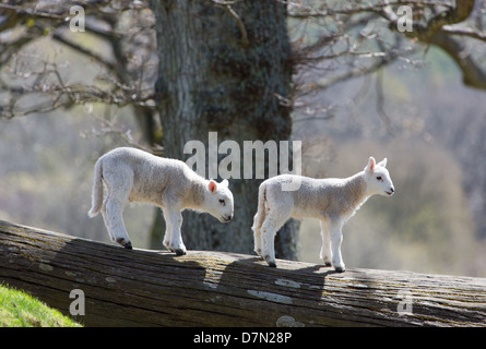 Two lambs climbing on a fallen tree Stock Photo