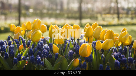 Yellow tulips and blue grape hyacinths with dewdrops in early morning light in spring Stock Photo