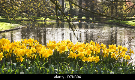 Pond with yellow daffodils and reflection of trees in early morning sun Stock Photo
