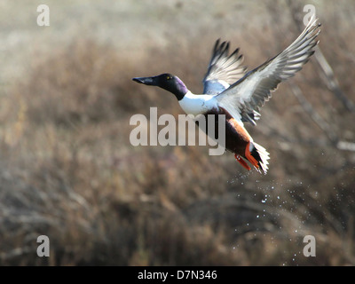 Male Northern Shoveler (Anas clypeata) taking off into  flight Stock Photo
