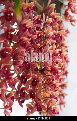 Beautiful orange Cymbidium or Boat orchids hanging down from a wall in morning light Stock Photo