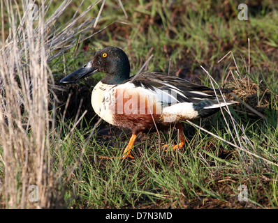 Male Northern Shoveler (Spatula clypeata) walking in the grass Stock Photo