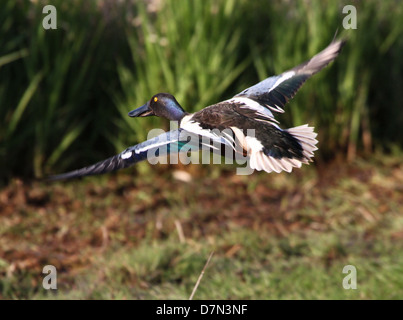 Male Northern Shoveler (Anas clypeata) in flight Stock Photo
