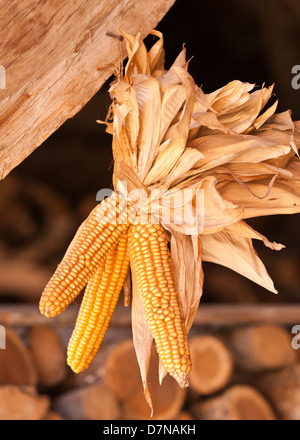 Dried corn cobs Stock Photo