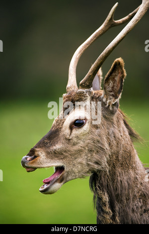 Red deer barking Stock Photo