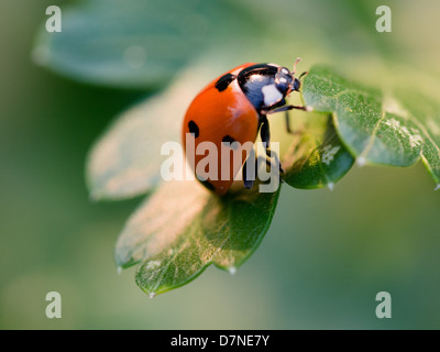 A ladybug crawling on a parsley leaf Stock Photo
