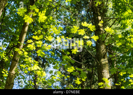 Maple trees, Salt Spring Island, British Columbia, Canada Stock Photo