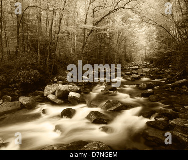 USA, North Carolina, Great Smoky Mountains National Park, View of forest canopy over Big Creek (Large format sizes available) Stock Photo