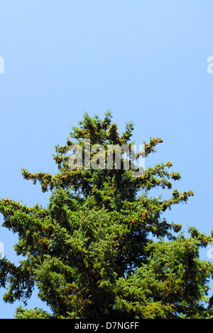 Top of single evergreen tree on clear blue sky. Stock Photo