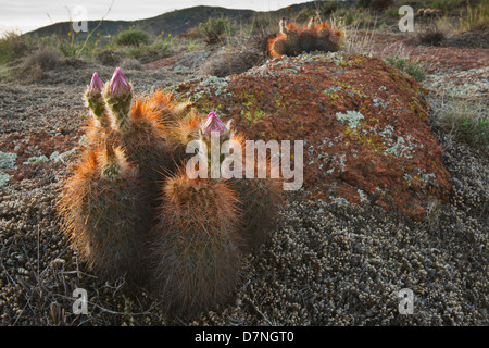 Hedgehog Cactus (Echinocereus sp.) budding in granite hills, southwestern Oklahoma. Stock Photo