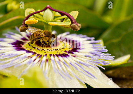 Bee on a Blue Passion or Passionfruit  Flower - passiflora edulis - Stock Photo