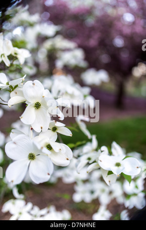 Cornus florida (flowering dogwood) is a species of flowering plant in the family Cornaceae native to eastern North America Stock Photo