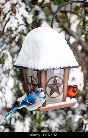 Blue jay and cardinal birds on bird feeder in winter Stock Photo
