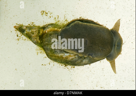 Great pond snail, Lymnaea stagnalis, underside from a garden pond with algae attached Stock Photo