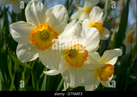 Large cupped Narcissus with two toned orange corona and pale yellow petals by woodland in springtime Stock Photo