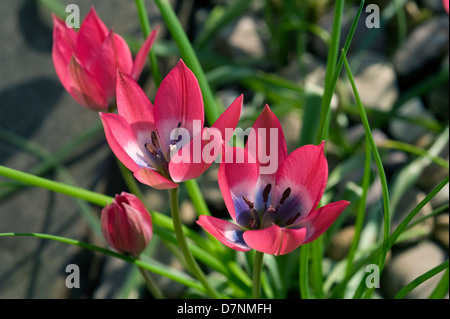 Tulipa pulchella 'Persian Pearl' a specias tulip in flower Stock Photo