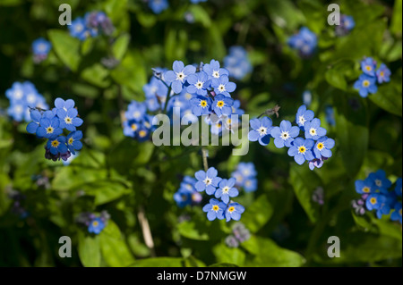 Wood forget me not, Myosotis sylvatica, blue flowered spring plant Stock Photo