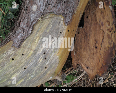 Holes caused by a wood boring beetle larva in the soft wood trunk of a ...