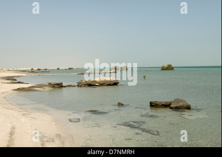 A remote Abu Dhabi beach with rocks, sand sea on the Arabian Gulf at high water and isolated mature and young grey mangroves Stock Photo