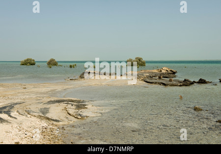 A remote Abu Dhabi beach with rocks, sand sea on the Arabian Gulf at high water and isolate mature and young grey mangroves Stock Photo