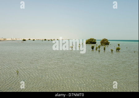 A remote Abu Dhabi beach with rocks, sand sea on the Arabian Gulf at high water and isolate mature and young grey mangroves