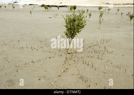 A young grey mangrove, Avicennia marina, tree at low tide with aerial roots or pneumatophores sticking up above the sand