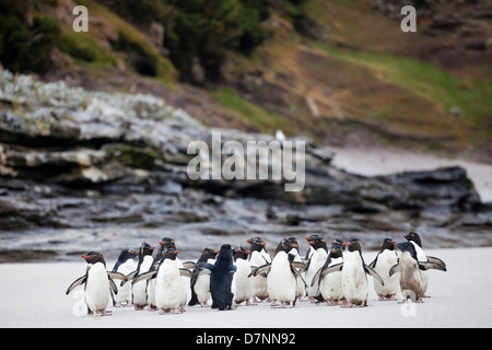 Felsenpinguine;southern rockhopper penguin;eudyptes chrysocome;penacho amarillo Stock Photo