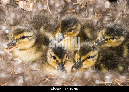 Mallard ducklings (Anas platyrhynchos). Six hours from hatching. Still in nest. Stock Photo